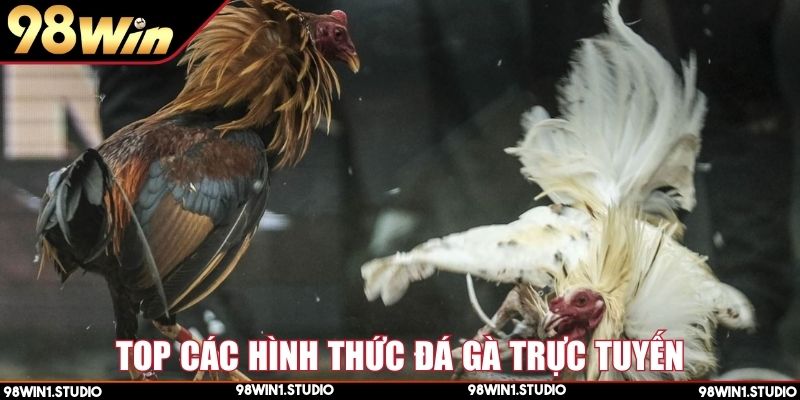 Các thể loại đá gà trực tuyến được yêu thích nhất