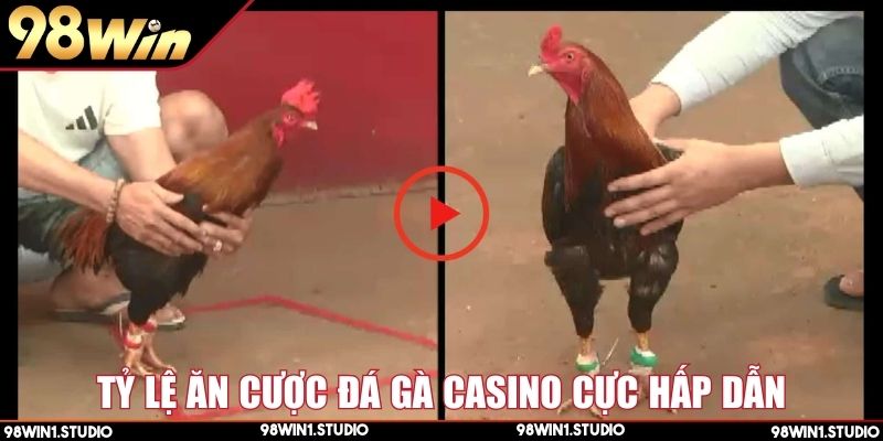 Cách thắng lớn khi tham gia cá cược đá gà casino
