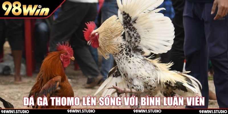 Đá gà Thomo bình luận viên mang lại trải nghiệm cuốn hút