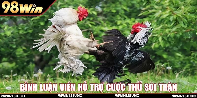 Đá gà Thomo bình luận viên phân tích thế trận chuẩn xác