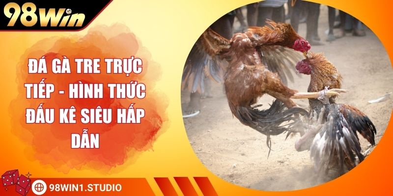 Đá Gà Tre Trực Tiếp - Hình Thức Đấu Kê Siêu Hấp Dẫn
