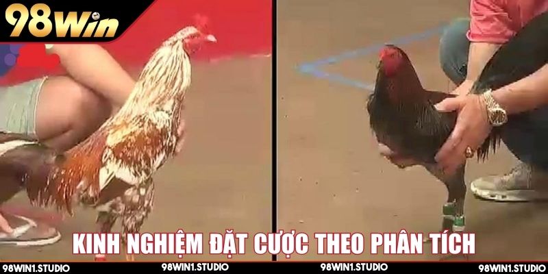 Đá gà trực tiếp có bình luận viên phân tích thế trận