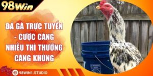 Đá Gà Trực Tuyến - Cược Càng Nhiều Thì Thưởng Càng Khủng