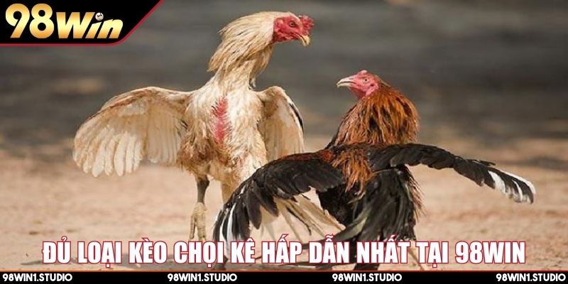 Đủ loại kèo chọi kê hấp dẫn nhất tại 98Win