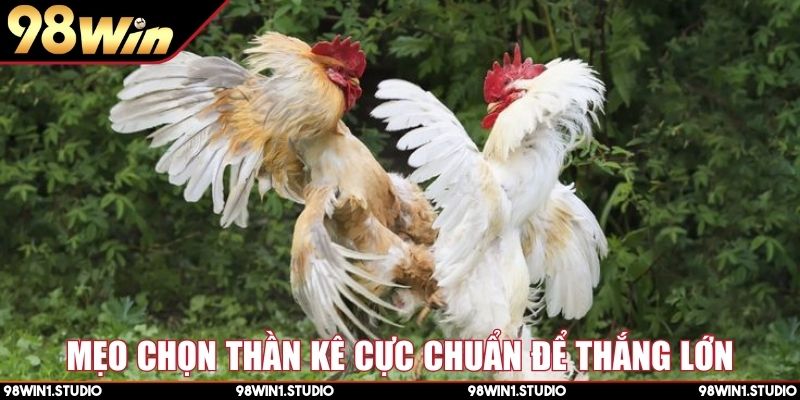 Mẹo chọn thần kê cực chuẩn để thắng lớn