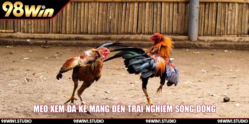 Mẹo xem đá kê mang đến trải nghiệm sống động