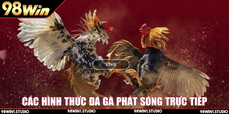 Nhiều kiểu đá gà Thomo bình luận viên phát sóng trực tiếp
