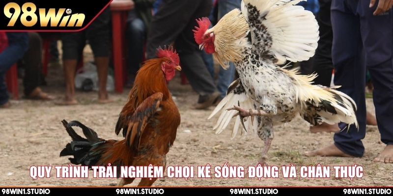 Quy trình trải nghiệm chọi kê sống động và chân thực