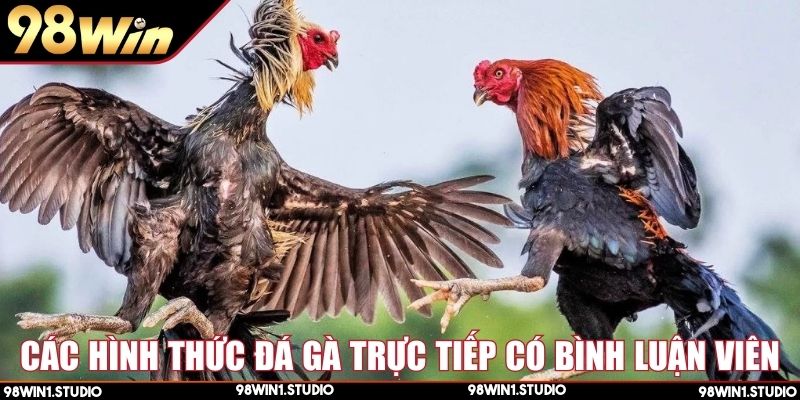 Sôi động hơn với Đá gà trực tiếp có bình luận viên