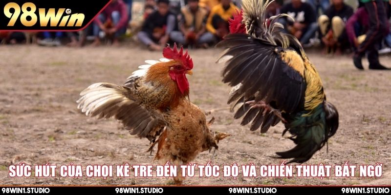 Sức hút của chọi kê tre đến từ tốc độ và chiến thuật bất ngờ