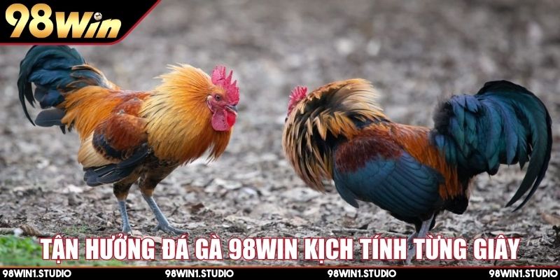 Tận hưởng đá gà 98Win kịch tính từng giây
