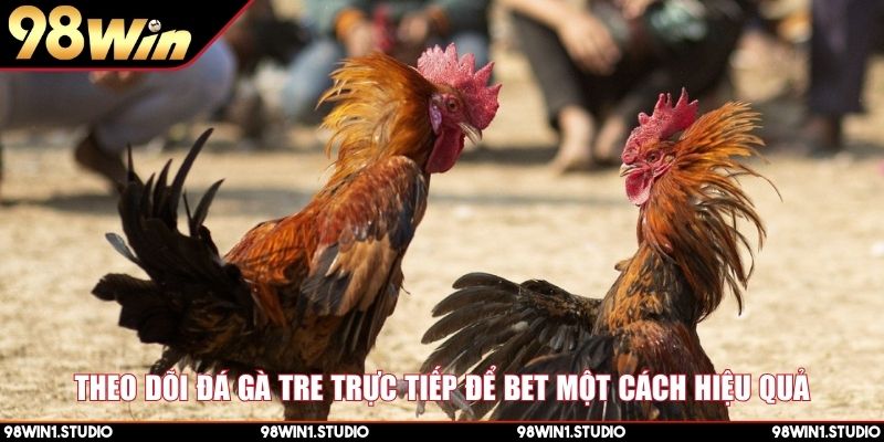 Theo dõi đá gà tre trực tiếp để bet một cách hiệu quả