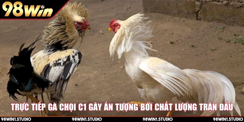 Trực tiếp gà chọi C1 gây ấn tượng bởi chất lượng trận đấu